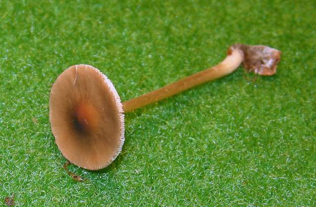 Pluteus mammifer  Romagnesi